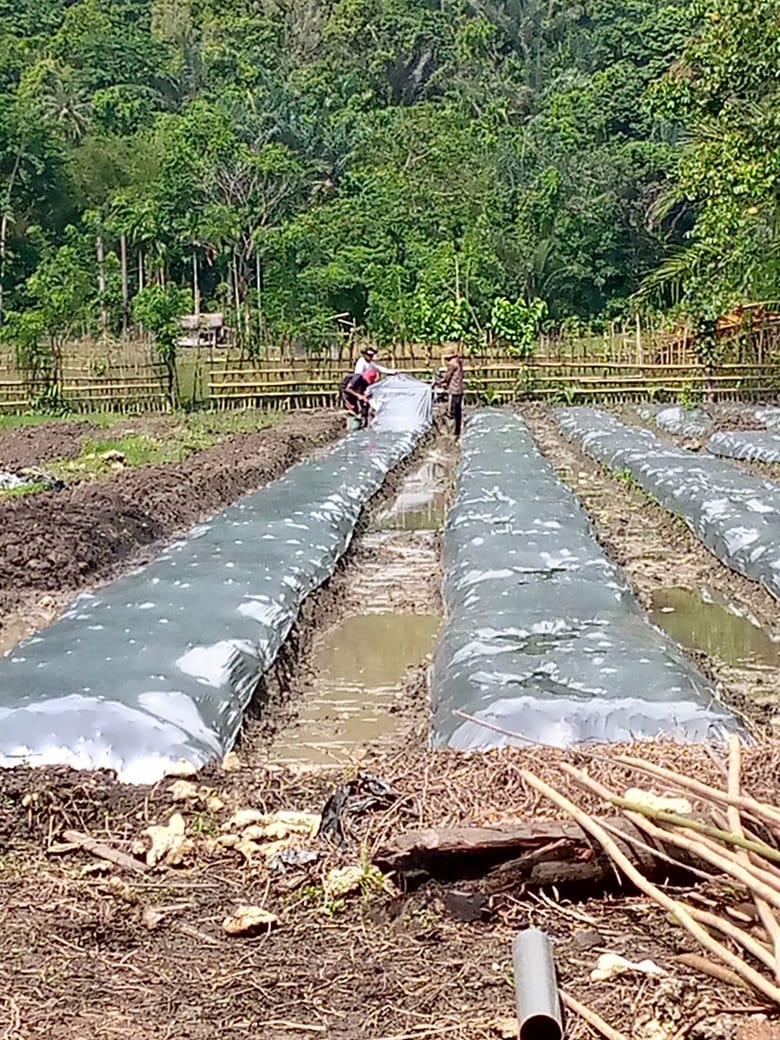 Perkebunan Menjadi sumber Pendapatan utama bagi Masyaraat Desa, baik secara individu maupun kelompok