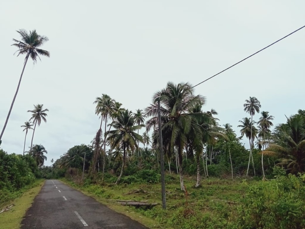 Perkebunanan Kelapa Menjadi Pendapatan Utama Bagi Masyarakat Desa Matanurung 