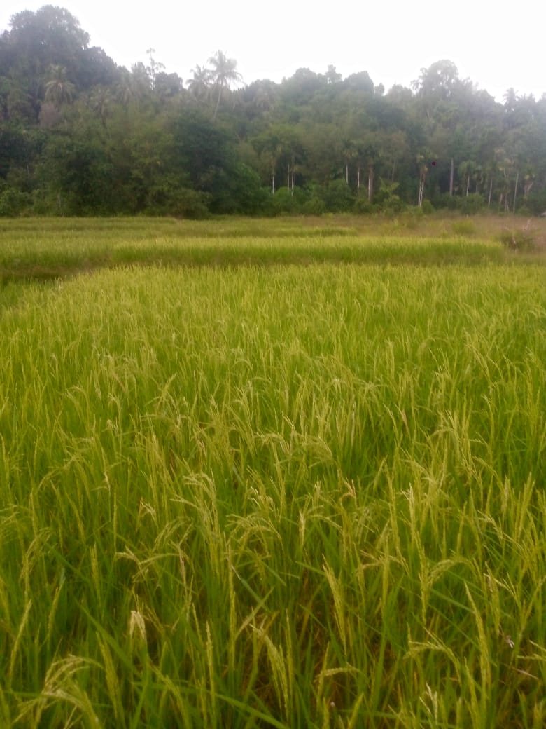 Pertanian Salah satu pokok sumber pendaptan utama kehidupan masyarakat Desa Matanurung 